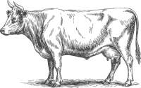 Vache